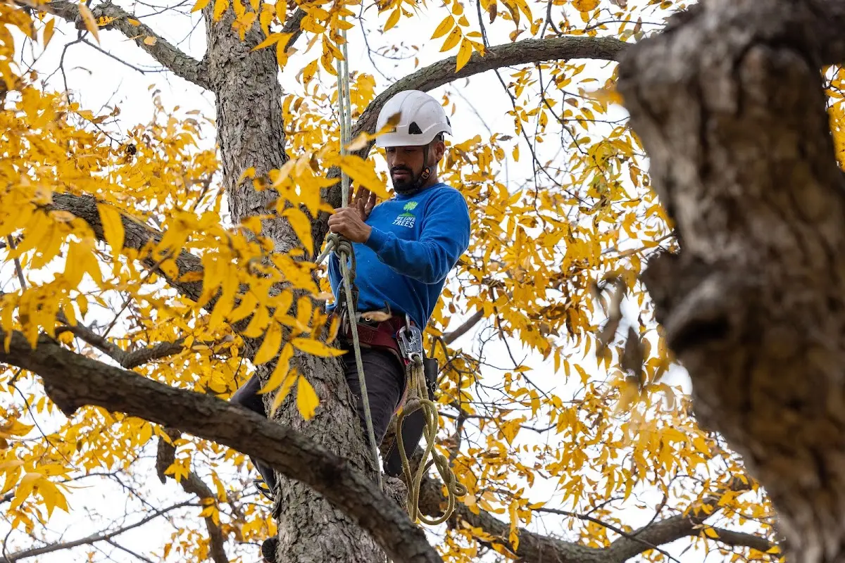 Skilled Tree Transplanting crew working in Grand Junction